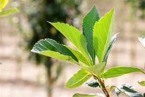Crataegus lavalleei 'Carrierei' 12-14 Hoogstam wortelgoed 2 X verplant - afbeelding 2