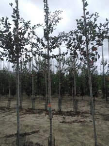 Crataegus monogyna 6-8 Hoogstam wortelgoed - afbeelding 1