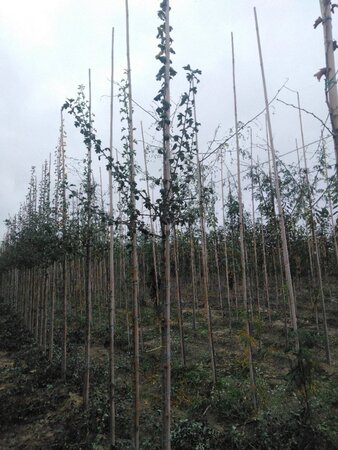 Crataegus monogyna 8-10 Hoogstam wortelgoed - afbeelding 2