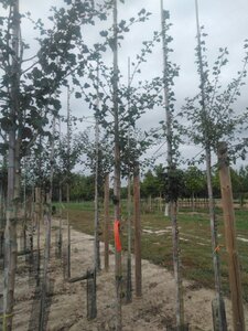 Crataegus media 'Paul's Scarlet' 6-8 Hoogstam wortelgoed - afbeelding 1