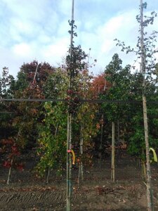 Crataegus media 'Paul's Scarlet' 6-8 Hoogstam wortelgoed - afbeelding 5