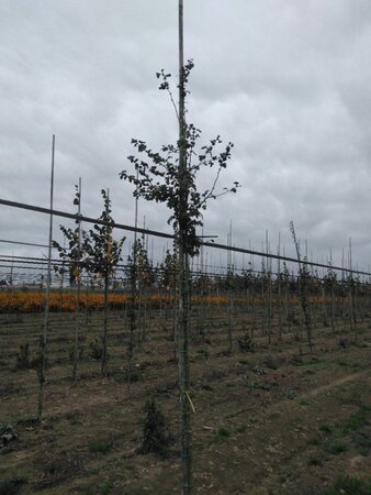Crataegus media 'Paul's Scarlet' 8-10 Hoogstam wortelgoed - afbeelding 4
