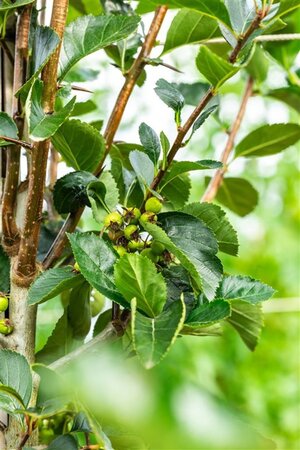 Crataegus persimilis 'Splendens' 6-8 Hoogstam wortelgoed - afbeelding 3