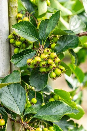 Crataegus persimilis 'Splendens' 6-8 Hoogstam wortelgoed - afbeelding 4