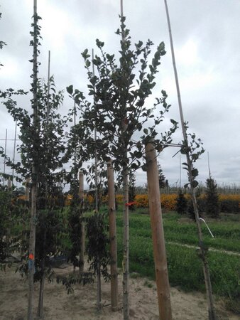 Crataegus persimilis 'Splendens' 8-10 Hoogstam wortelgoed - afbeelding 5