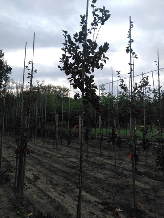 Crataegus persimilis 'Splendens' 8-10 Hoogstam wortelgoed - afbeelding 6