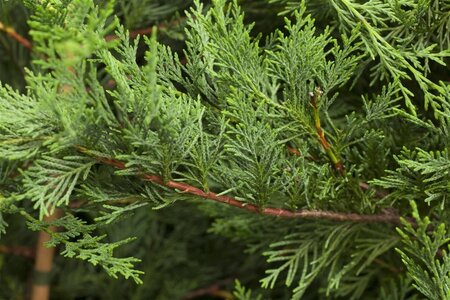 Cupressocyparis leylandii 100-125 cm met kluit - afbeelding 3