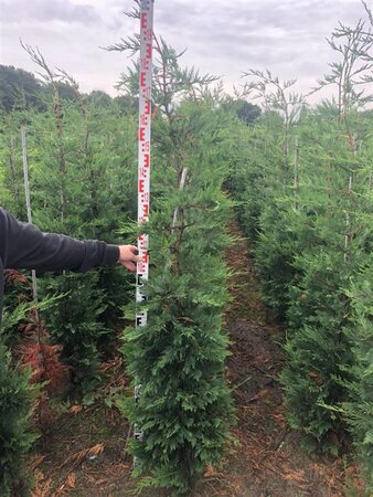 Cupressocyparis leylandii 175-200 cm met kluit - afbeelding 5