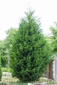 Cupressocyparis leylandii 175-200 cm met kluit - afbeelding 2