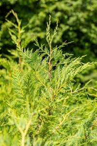 Cupressocyparis leylandii 175-200 cm RB