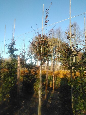 Fagus syl. 'Atropunicea' 10-12 Hoogstam wortelgoed - afbeelding 2