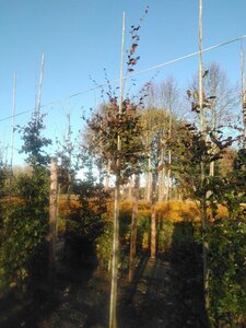 Fagus syl. 'Atropunicea' 10-12 Hoogstam wortelgoed - afbeelding 2