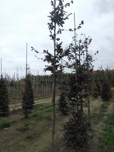 Fagus syl. 'Atropunicea' 10-12 Hoogstam wortelgoed - afbeelding 1