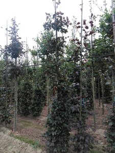 Fagus syl. 'Atropunicea' 12-14 cm BR feathered 2 X V - image 2