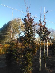 Fagus syl. 'Atropunicea' 12-14 cm BR feathered 2 X V - image 3