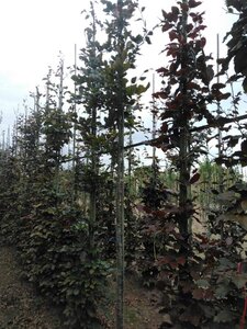 Fagus syl. 'Atropunicea' 14-16 Hoogstam wortelgoed 2 X verplant - afbeelding 2