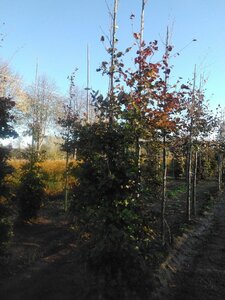 Fagus syl. 'Atropunicea' 14-16 cm wortelgoed geveerd 3 X verplant