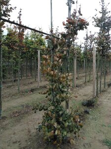 Fagus syl. 'Atropunicea' 175-200 cm wortelgoed geveerd - afbeelding 4