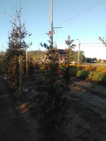 Fagus syl. 'Atropunicea' 175-200 cm wortelgoed geveerd - afbeelding 2
