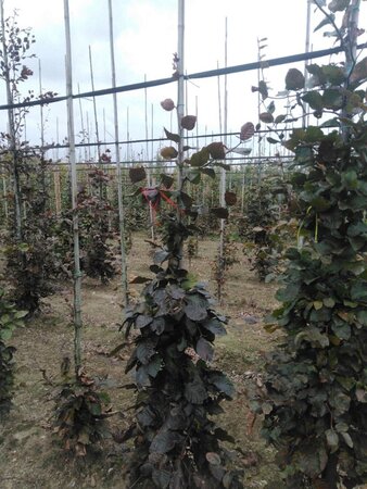 Fagus syl. 'Atropunicea' 175-200 cm wortelgoed geveerd - afbeelding 1