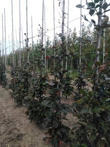 Fagus syl. 'Atropunicea' 200-250 cm wortelgoed geveerd - afbeelding 1