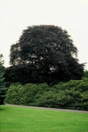 Fagus syl. 'Atropunicea' 20-25 Hoogstam draadkluit 3 X verplant - afbeelding 1