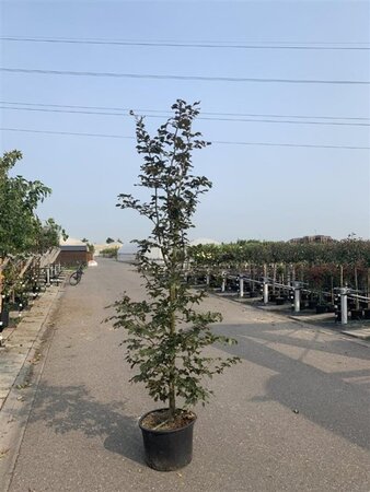 Fagus syl. 'Atropunicea' 20-25 Hoogstam draadkluit 3 X verplant - afbeelding 2