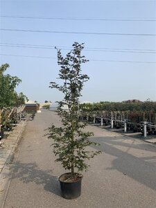 Fagus syl. 'Atropunicea' 20-25 Hoogstam draadkluit 3 X verplant - afbeelding 2