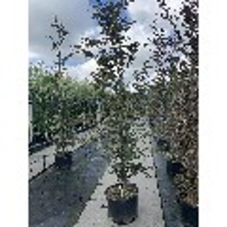 Fagus syl. 'Atropunicea' 20-25 Hoogstam draadkluit 3 X verplant - afbeelding 3