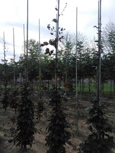 Fagus syl. 'Atropunicea' 6-8 cm wortelgoed geveerd - afbeelding 1