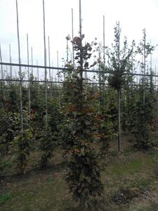 Fagus syl. 'Atropunicea' 8-10 cm wortelgoed geveerd - afbeelding 4