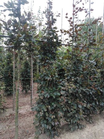 Fagus syl. 'Atropunicea' 8-10 cm wortelgoed geveerd - afbeelding 3