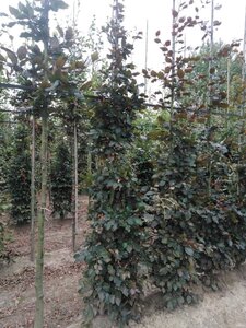 Fagus syl. 'Atropunicea' 8-10 cm wortelgoed geveerd - afbeelding 3