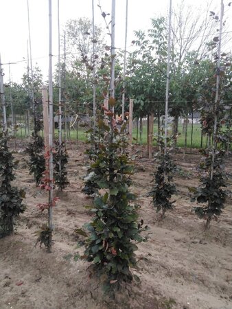 Fagus syl. 'Atropunicea' 8-10 cm wortelgoed geveerd - afbeelding 2
