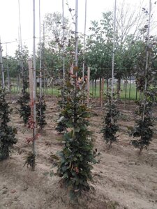Fagus syl. 'Atropunicea' 8-10 cm wortelgoed geveerd - afbeelding 2