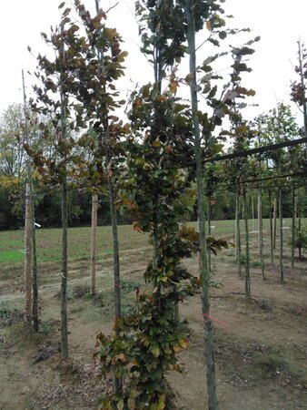 Fagus syl. 'Atropunicea' 8-10 cm wortelgoed geveerd - afbeelding 1