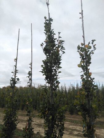Fagus syl. 'Dawyck' 12-14 cm draadkluit geveerd 2 X verplant