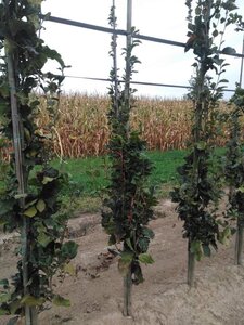 Fagus syl. 'Dawyck' 175-200 cm met kluit geveerd met stok - afbeelding 1