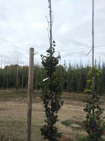 Fagus syl. 'Dawyck' 6-8 cm met kluit geveerd - afbeelding 1