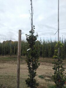 Fagus syl. 'Dawyck' 6-8 cm met kluit geveerd - afbeelding 1