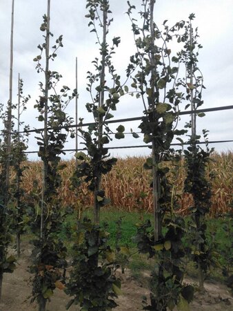 Fagus syl. 'Dawyck' 8-10 cm RB feathered