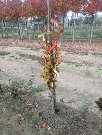 Fagus syl. 'Dawyck Gold' 150-175 cm met kluit geveerd - afbeelding 5