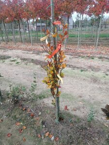 Fagus syl. 'Dawyck Gold' 150-175 cm met kluit geveerd - afbeelding 5