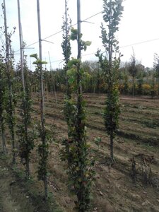 Fagus syl. 'Dawyck Gold' 175-200 cm met kluit geveerd met stok - afbeelding 1