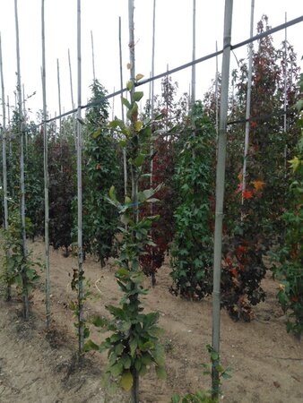 Fagus syl. 'Dawyck Gold' 6-8 cm met kluit geveerd - afbeelding 6