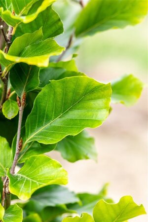 Fagus syl. 'Dawyck Gold' 8-10 cm RB feathered - image 4