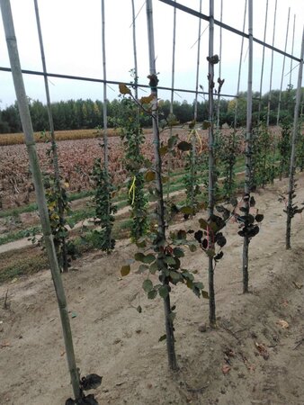 Fagus syl. 'Dawyck Purple' 150-175 cm met kluit geveerd - afbeelding 4