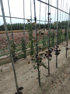 Fagus syl. 'Dawyck Purple' 150-175 cm met kluit geveerd - afbeelding 4