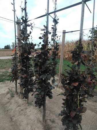 Fagus syl. 'Dawyck Purple' 150-175 cm met kluit geveerd - afbeelding 2