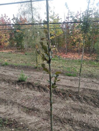 Fagus syl. 'Dawyck Purple' 150-175 cm met kluit geveerd - afbeelding 3